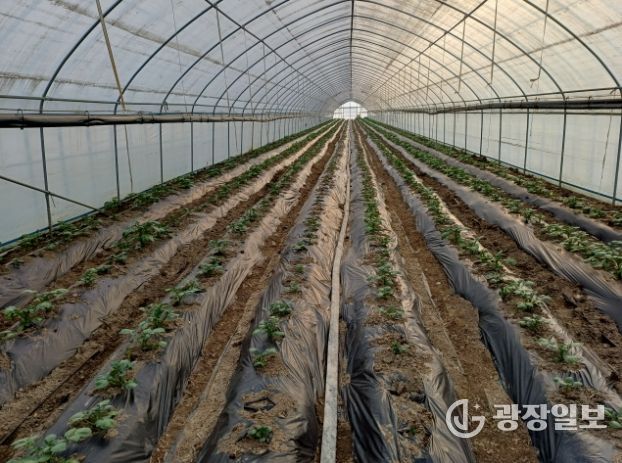 겨울감자 재배시설