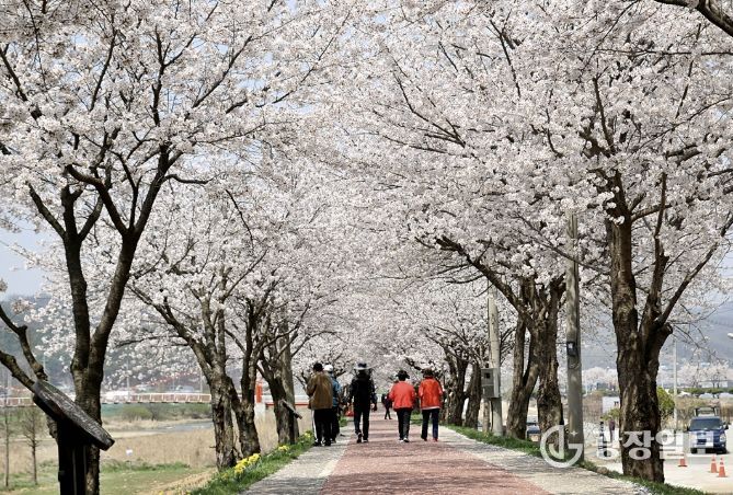 생극 응천십리벚꽃길