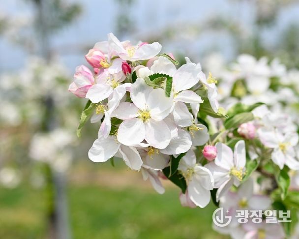 충북 과수 개화 시기, 전년보다 빨라진다