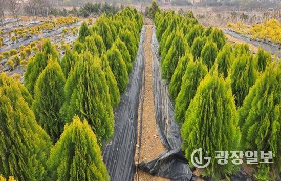 계양공원사업소, 상반기 공공녹지 조성용 수목 11만 1천 주 공급