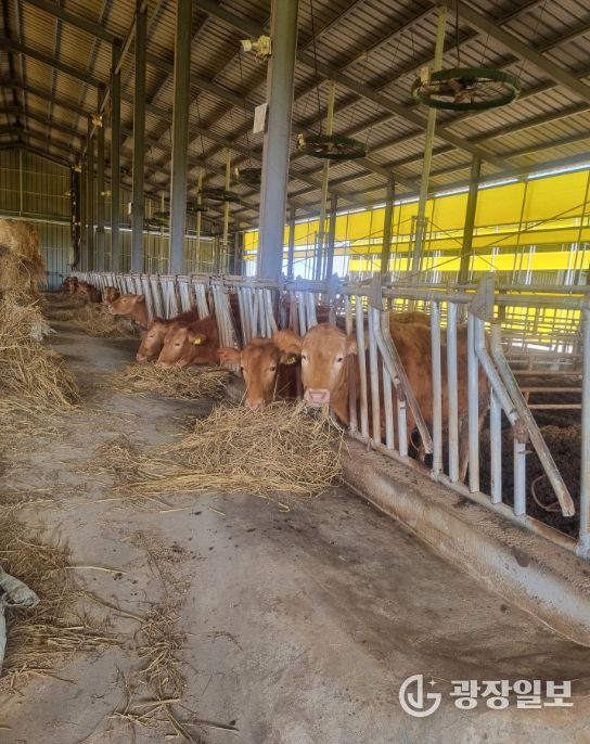 축산농가 사료구매 융자금 1천200억 지원