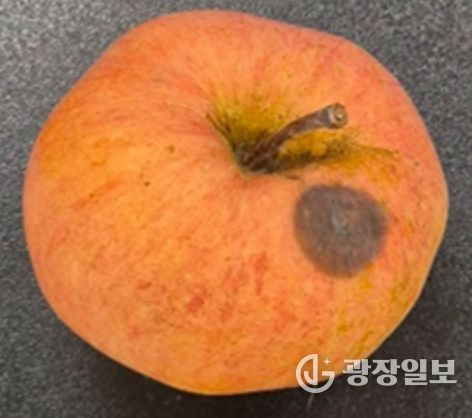 사과 탄저병