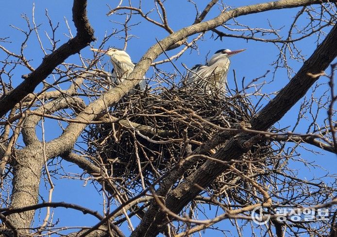 (여의도샛강) 왜가리 포란 장면(촬영일 : 3월 10일)