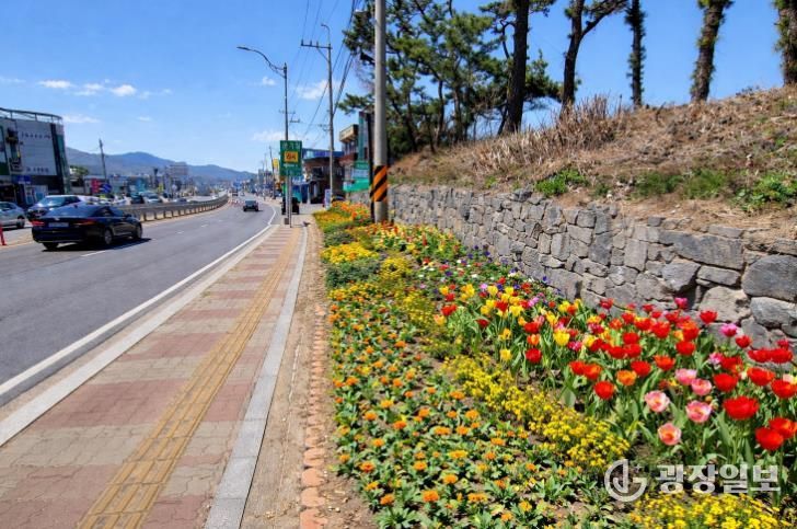 강화군, 길 위에 봄을 심다… 48국도변 2만여 본 봄꽃 식재