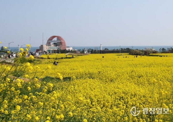 유채꽃이 만발한 호미곶 경관단지 전경.