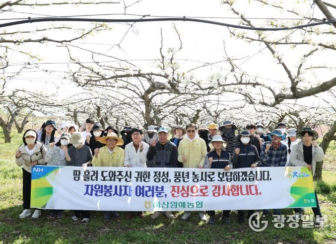 아산시의회 의장과 사무국 직원들이 법곡동 일원 배 농가 찾아 인공수분 작업을 도우며 봉사활동을 펼치고 있다.